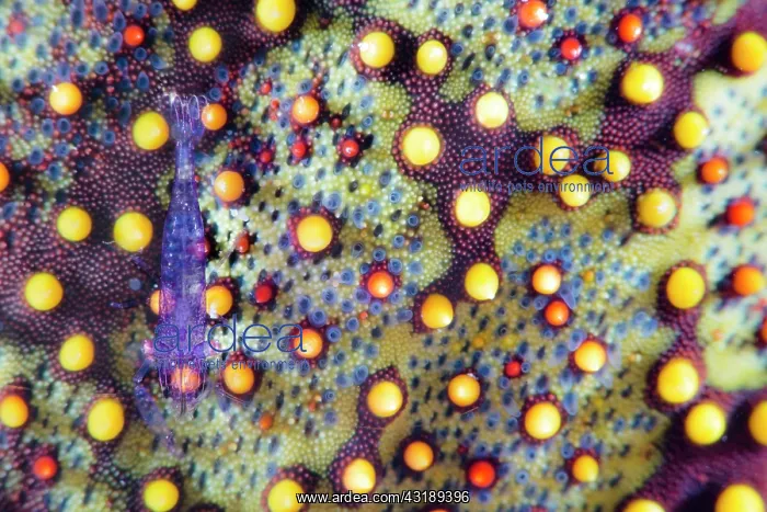 : Juvenile Starfish shrimp (Periclimenes soror) on : Juvenile Starfish shrimp (Periclimenes soror) on