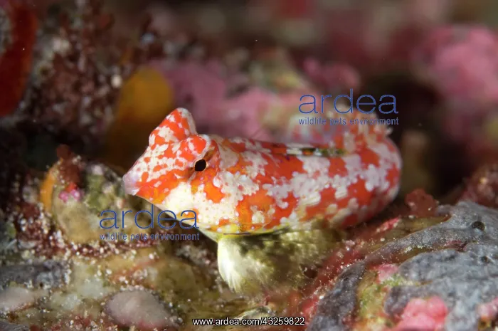  : Juvenile Starry Dragonet