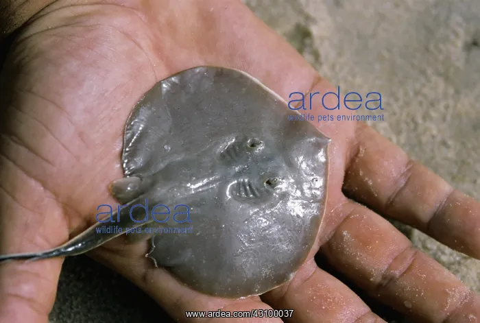 : Juvenile Stingray : Juvenile Stingray
