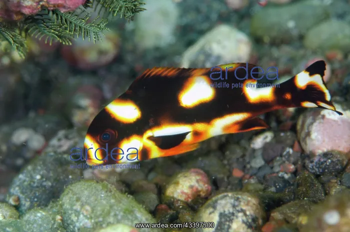 : Juvenile Striped Sweetlips : Juvenile Striped Sweetlips