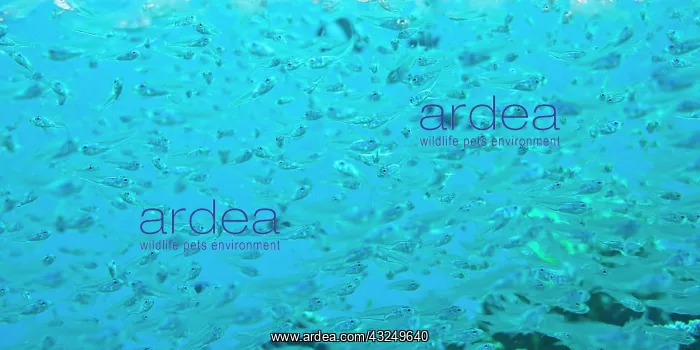 : Juvenile Sweepers (Parapriacanthus ransonneti) : Juvenile Sweepers (Parapriacanthus ransonneti)