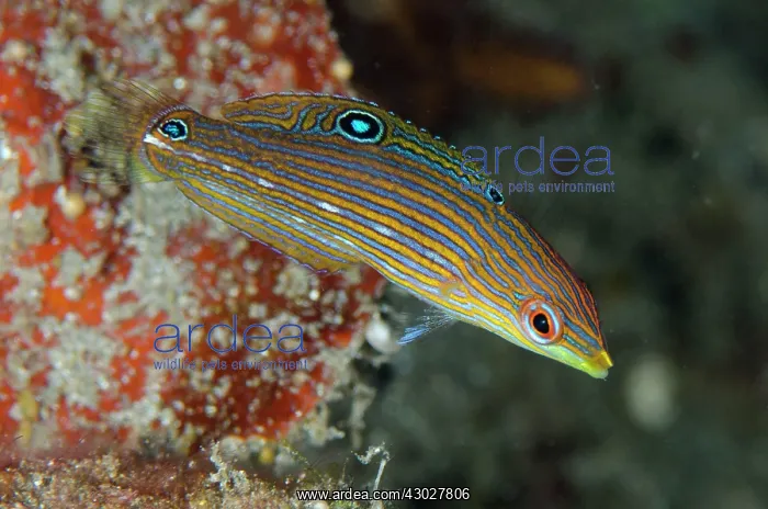 : Juvenile Tailspot Wrasse : Juvenile Tailspot Wrasse