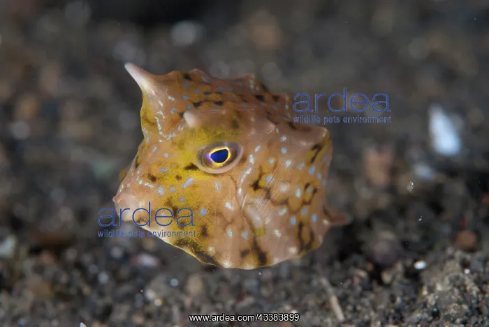 : Juvenile Thornback Cowfish : Juvenile Thornback Cowfish