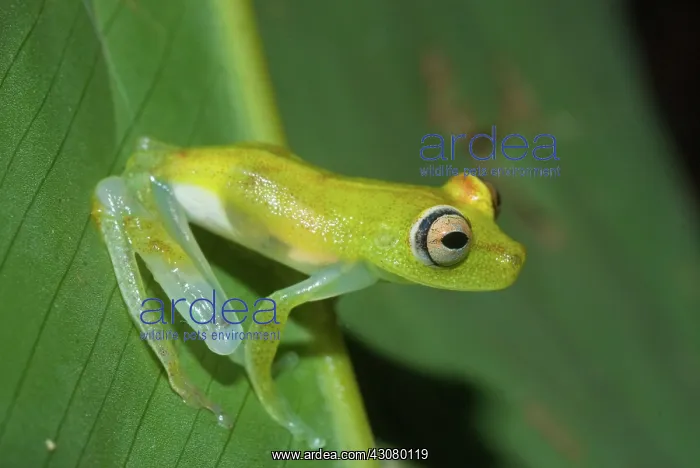 : Juvenile tree frog : Juvenile tree frog
