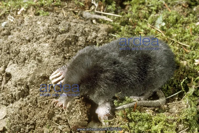 : Juvenile two-toed sloth (Choloepus hoffmanni) in : Juvenile two-toed sloth (Choloepus hoffmanni) in