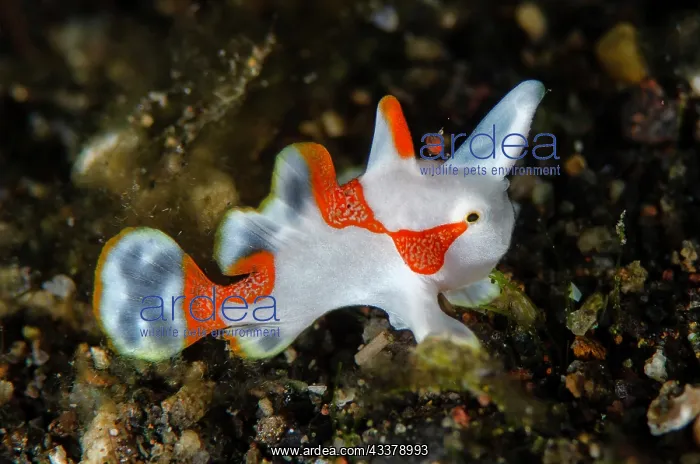 : Juvenile Warty Frogfish : Juvenile Warty Frogfish