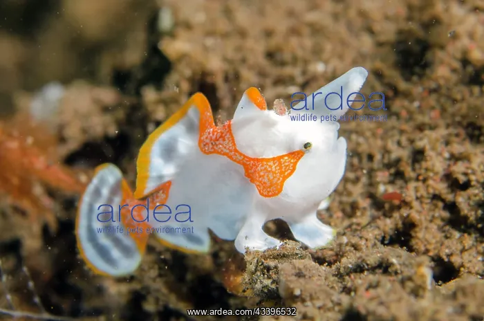 : Juvenile Warty Frogfish : Juvenile Warty Frogfish