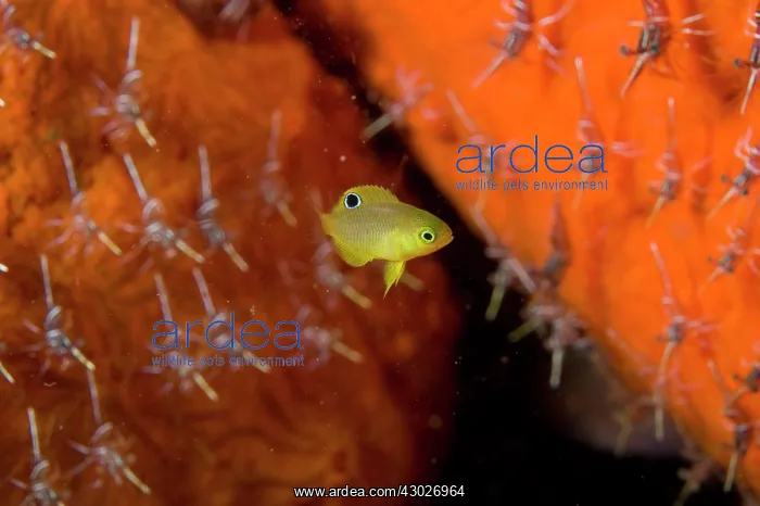 : Juvenile Western Barhead Damselfish : Juvenile Western Barhead Damselfish