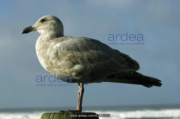 : Juvenile Western Gull : Juvenile Western Gull