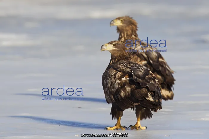 : Two juvenile White-tailed eagles (Haliaeetus albicilla) : Two juvenile White-tailed eagles (Haliaeetus albicilla)