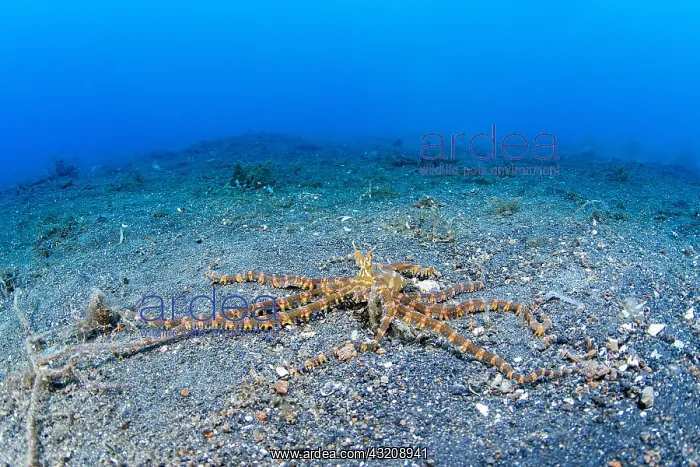 : Juvenile Wonderpus octopus (Wunderpus photogenicus) : Juvenile Wonderpus octopus (Wunderpus photogenicus)