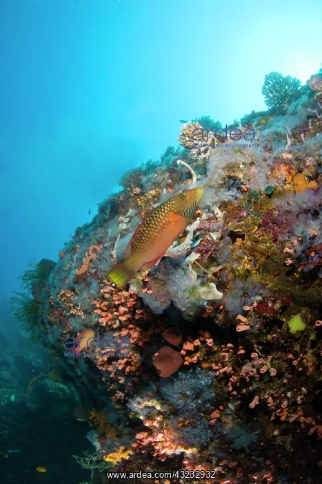: juvenile wrasse, Scuba Diving at Apo Island : juvenile wrasse, Scuba Diving at Apo Island