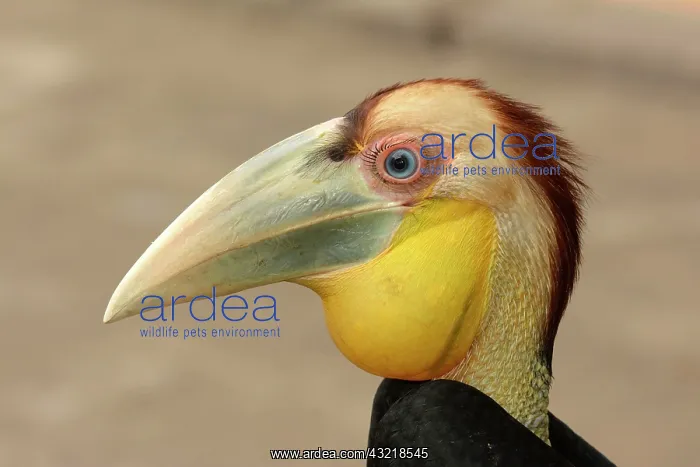 : Juvenile wreathed hornbill (Rhyticeros undulatus) : Juvenile wreathed hornbill (Rhyticeros undulatus)