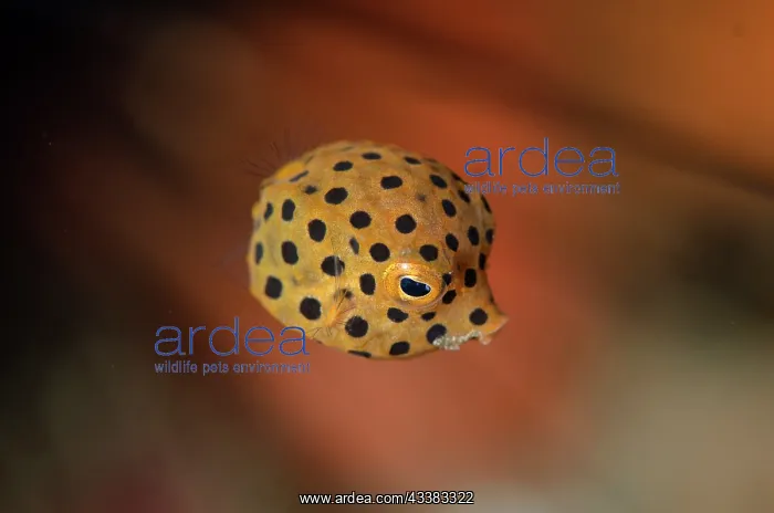 : Juvenile Yellow Boxfish : Juvenile Yellow Boxfish