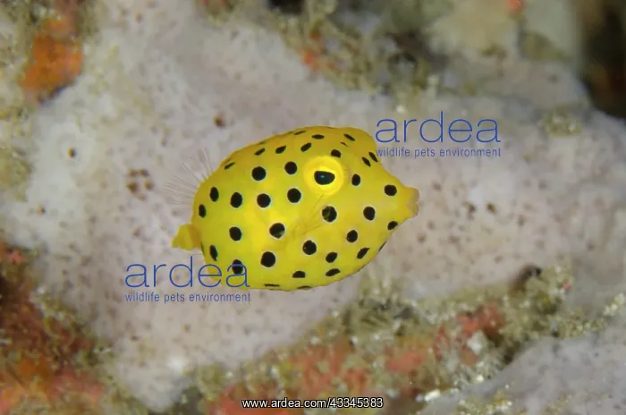 : Juvenile Yellow Boxfish - Gili Mimpang dive site : Juvenile Yellow Boxfish - Gili Mimpang dive site