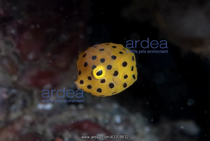 : Juvenile Yellow Boxfish - Laha dive site, Ambon : Juvenile Yellow Boxfish - Laha dive site, Ambon