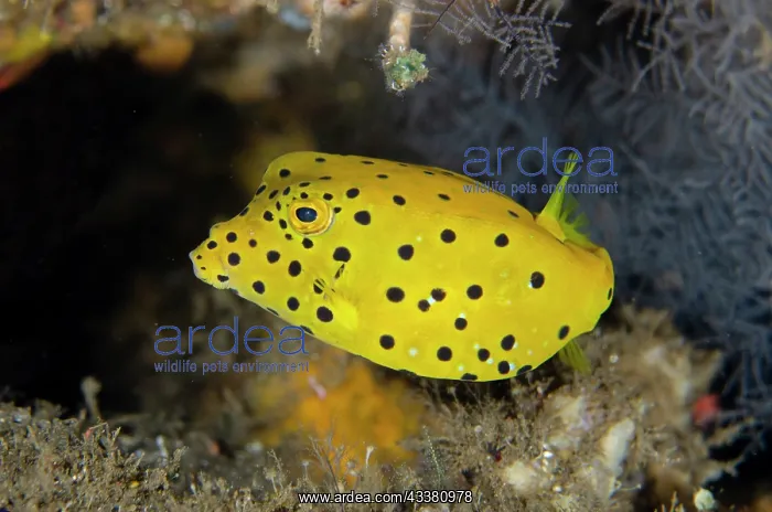 : Juvenile Yellow Boxfish - Liberty Wreck Dive Site : Juvenile Yellow Boxfish - Liberty Wreck Dive Site
