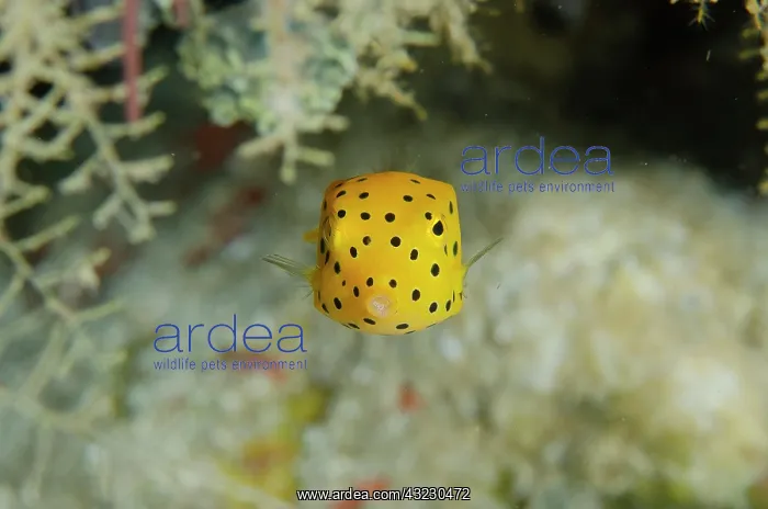 : Juvenile Yellow Boxfish - Tampa Fufu dive site : Juvenile Yellow Boxfish - Tampa Fufu dive site