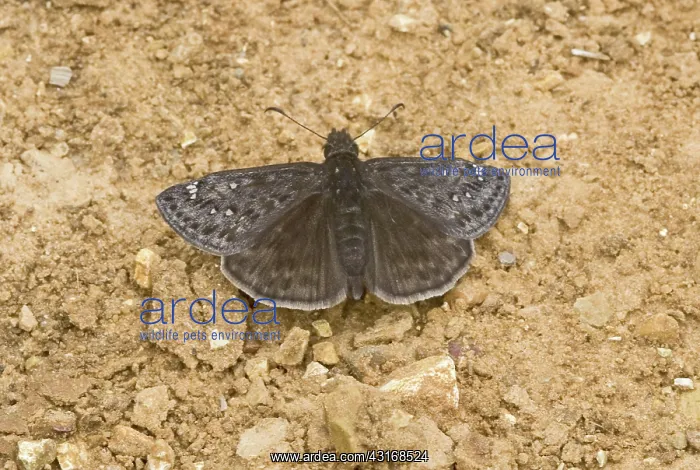 : Juvenile's duskywing, Erynnis juvenalis : Juvenile's duskywing, Erynnis juvenalis