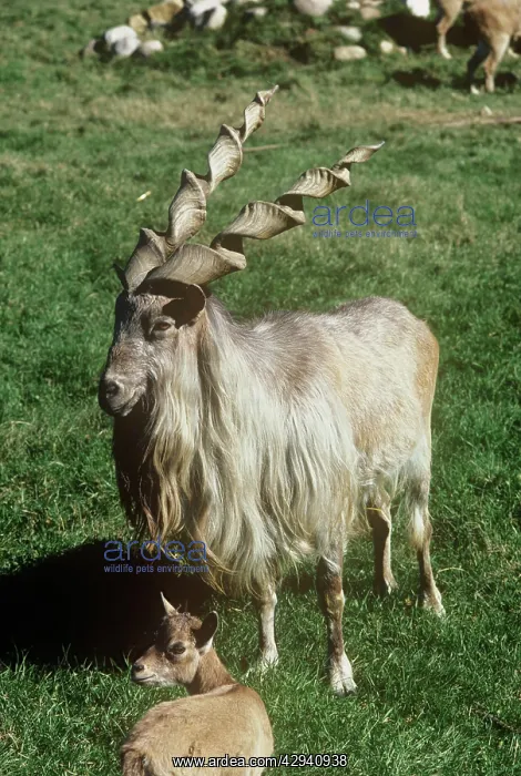 : Kabul / Straight-horned Markhor - male : Kabul / Straight-horned Markhor - male
