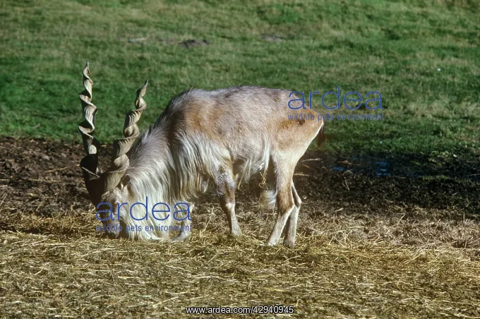 : Kabul / Straight-horned Markhor - male : Kabul / Straight-horned Markhor - male