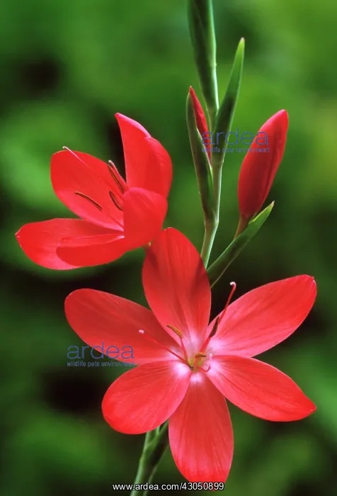 : Kaffir lily : Kaffir lily