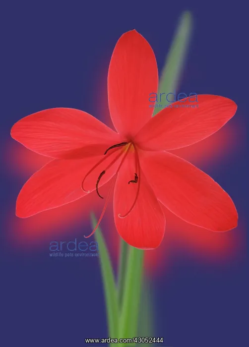 : Kaffir Lily : Kaffir Lily