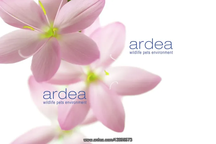 : Kaffir Lily : Kaffir Lily