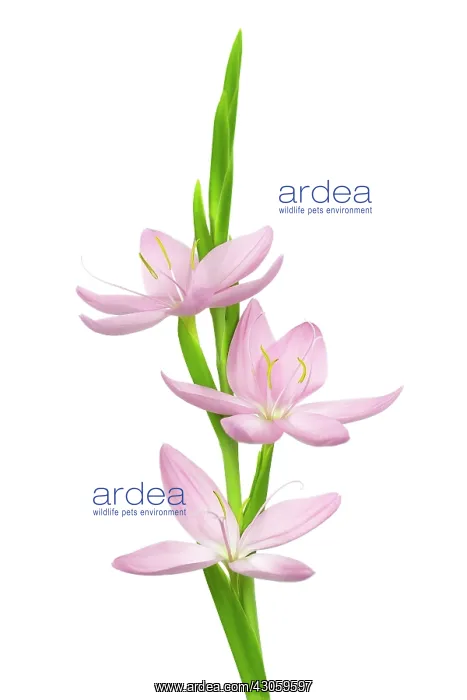 : Kaffir Lily : Kaffir Lily