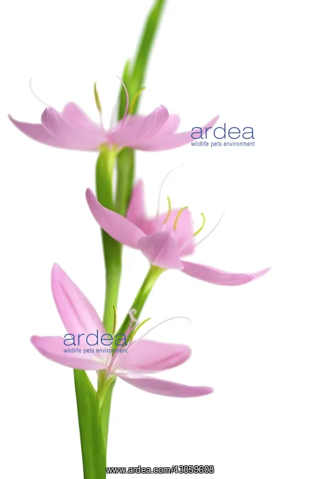  : Kaffir Lily