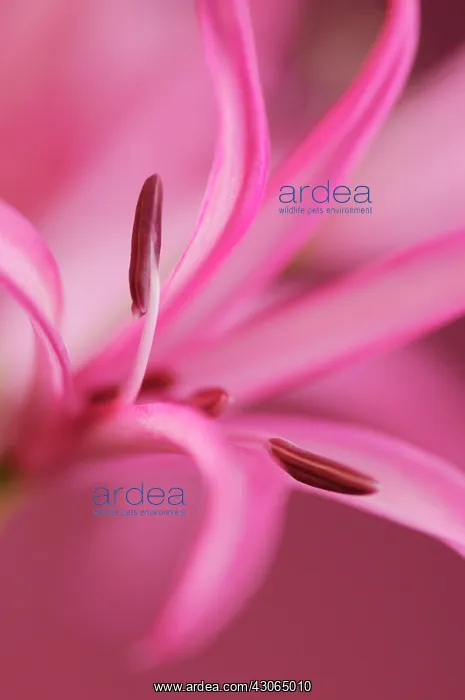 : Kaffir Lily : Kaffir Lily