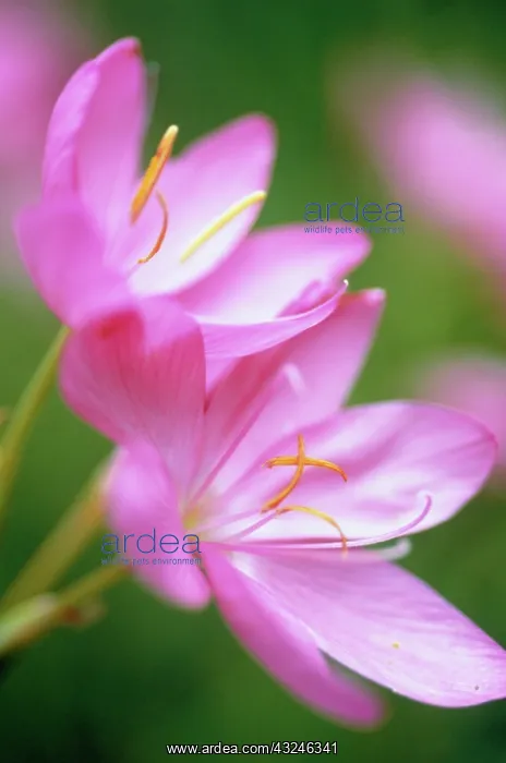 : Kaffir Lily : Kaffir Lily