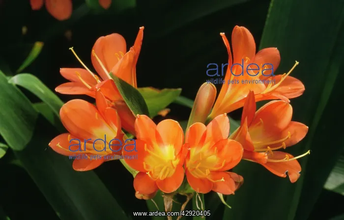 : Kaffir Lily - climate change garden species : Kaffir Lily - climate change garden species