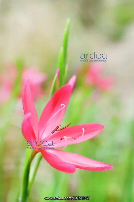 : Kaffir lily, Schizostylis coccinea Major, Side view of red : Kaffir lily, Schizostylis coccinea Major, Side view of red