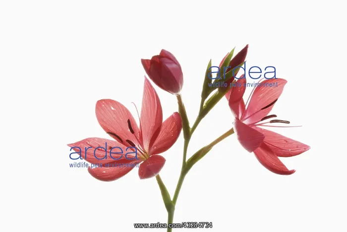 : Kaffir Lily, Schizostylis coccinea, Open deep pink : Kaffir Lily, Schizostylis coccinea, Open deep pink