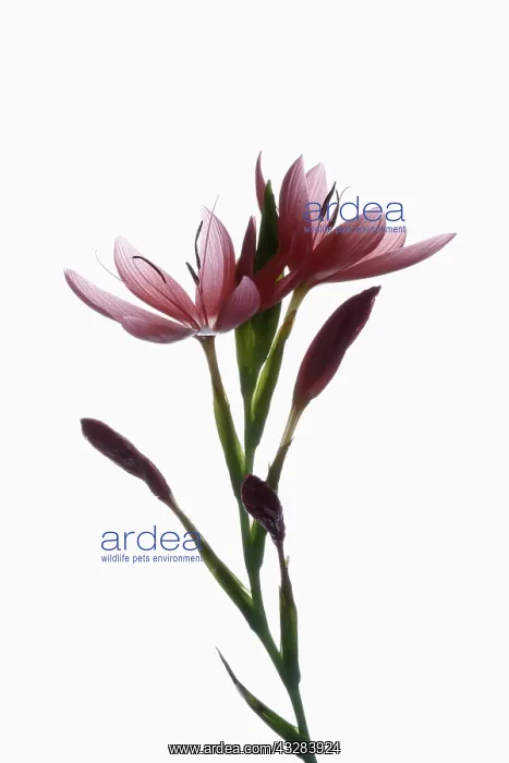 : Kaffir lily, Schizostylis coccinea, Pink subject : Kaffir lily, Schizostylis coccinea, Pink subject