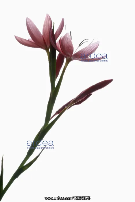: Kaffir lily, Schizostylis coccinea, Pink subject : Kaffir lily, Schizostylis coccinea, Pink subject