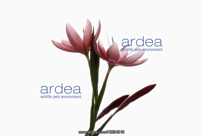 : Kaffir lily, Schizostylis coccinea, Pink subject : Kaffir lily, Schizostylis coccinea, Pink subject