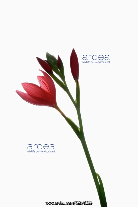 : Kaffir lily, Schizostylis coccinea, Red subject : Kaffir lily, Schizostylis coccinea, Red subject