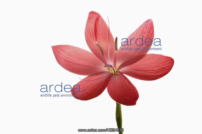 : Kaffir Lily, Schizostylis coccinea, Single open : Kaffir Lily, Schizostylis coccinea, Single open