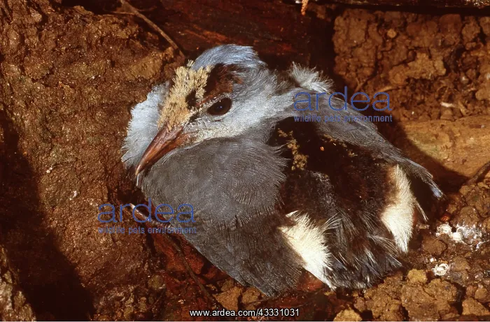 : Kagu - 6 week old chick - Hiding : Kagu - 6 week old chick - Hiding