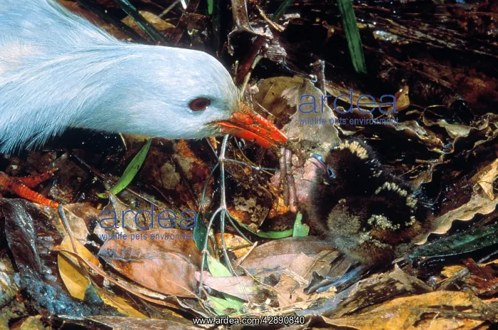 : Kagu - Chick getting very first meal : Kagu - Chick getting very first meal