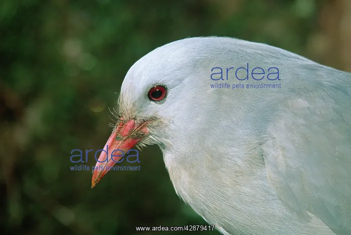 : KAGU - close-up of head : KAGU - close-up of head