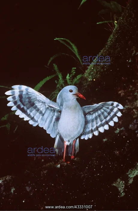 : KAGU - FACING WINGS SPREAD
