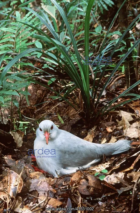 : KAGU - on nest, incubating (30-35 days) : KAGU - on nest, incubating (30-35 days)
