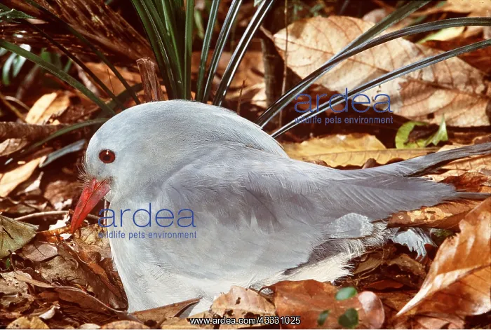 : KAGU - On nest, incubating eggs : KAGU - On nest, incubating eggs