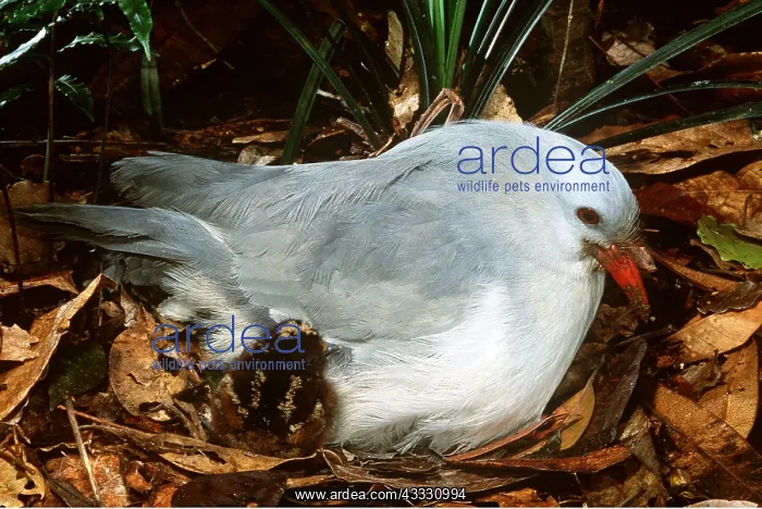 : KAGU - newly hatched chick on nest : KAGU - newly hatched chick on nest