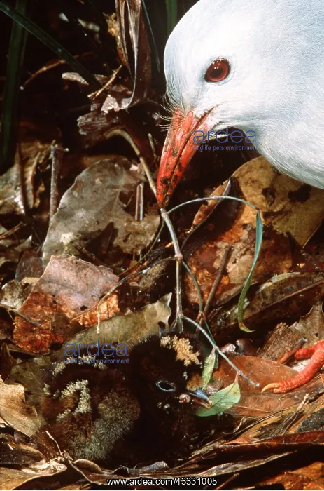 : KAGU - parent with newly hatched chick : KAGU - parent with newly hatched chick
