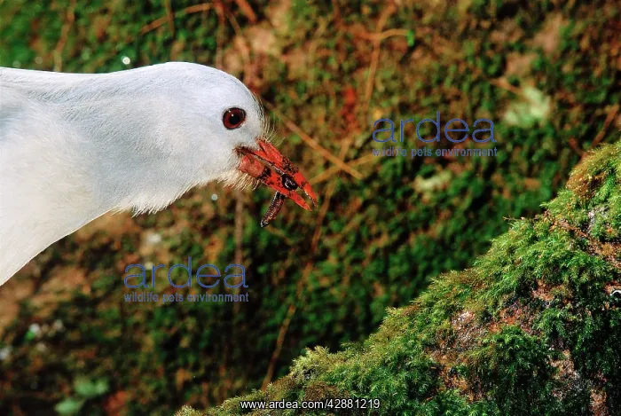 : Kagu - peeling back bark to get insect : Kagu - peeling back bark to get insect