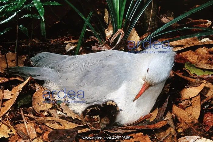 : Kagu (Rhynochetos jubatus) With chick 7-8 hours old : Kagu (Rhynochetos jubatus) With chick 7-8 hours old